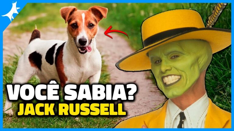 A incrível história do cão da máscara: um companheiro leal e misterioso