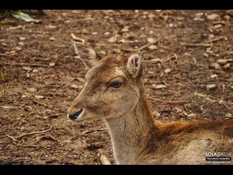 Explorando o Parque Miranda do Corvo: Um Guia Completo
