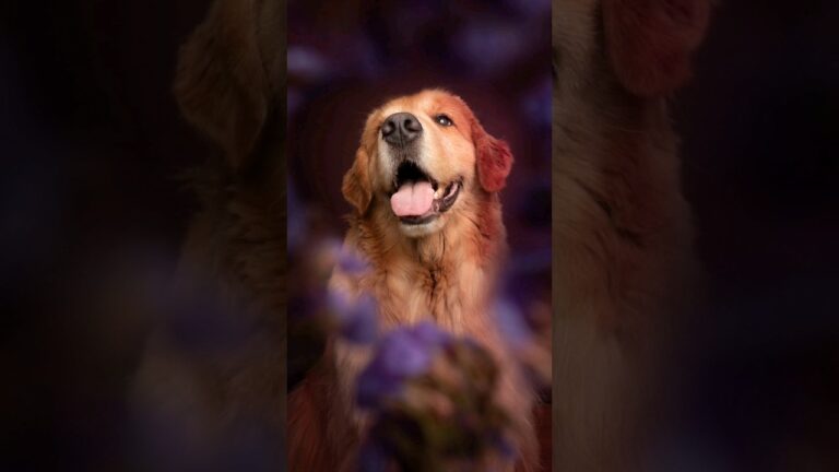 Cae Fot&oacute;grafo: T&eacute;cnicas e Inspira&ccedil;&atilde;o para Capturar a Ess&ecirc;ncia da Fotografia
