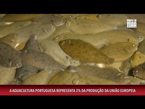 Aquicultura em Portugal: Desafios e Oportunidades