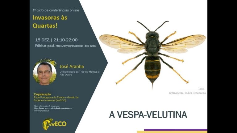 Vespa Portuguesa: Impacto e Conserva&ccedil;&atilde;o da Esp&eacute;cie