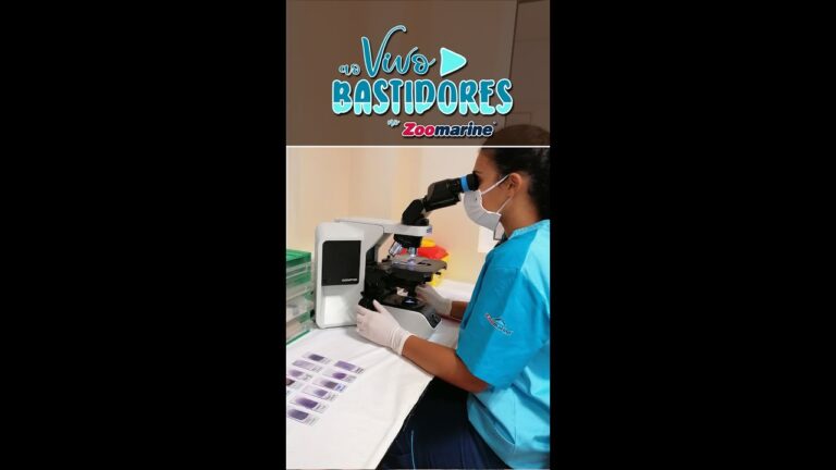 Veterin&aacute;rio em Albufeira: Servi&ccedil;os Profissionais para o seu Animal de Estima&ccedil;&atilde;o