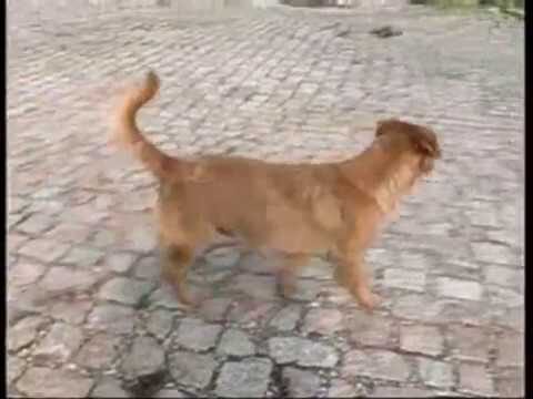 Veterin&aacute;rio Valongo: Cuidando da Sa&uacute;de do Seu Pet