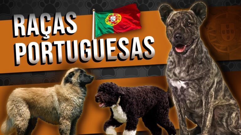 Cão de Raça Portuguesa: Características e Cuidados Essenciais