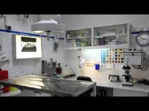 Veterinário Tercena: Cuidados e Dicas para seu Pet